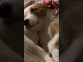 I’m turning. #dog #jackrussellterrier #jrt #jrtlovers #zombie #funny #dogshorts #cute #pet