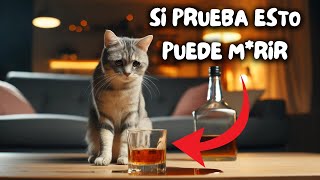 ¡No te pierdas estos 20 ALIMENTOS  que pueden ser MORTALES para tu GATO!