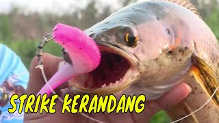 Menuntaskan Perlawanan Predator Sungai Sebangau | MANCING MANIA STRIKE BACK (26/05/24) Part 2