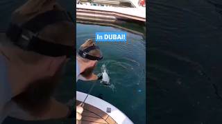 Biggest Bream ever caught in Dubai! On BFS! #shorts