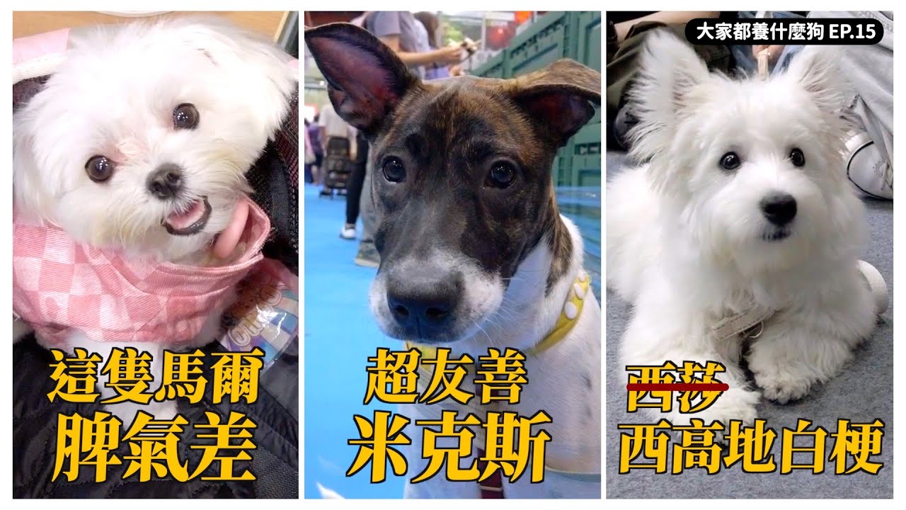 二訪馬爾濟斯變兇狠？米克斯教材級友善！台北世貿寵物展【大家都養什麼狗15】｜熊爸估狗