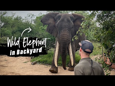 Elephant Vs Insect How Closely Related Are Elephants And Insects