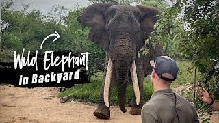 Getting close with Elephants – My best Encounters during my Professional Field Guide Course.