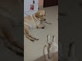 ட்ரெண்டிங் வீடியோவா #shortvideo #alagi #labrador #funny #comedy #trending #video #viralvideo #short
