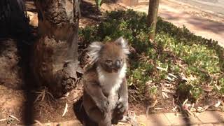 Koala gets kicked out of the tree and cries