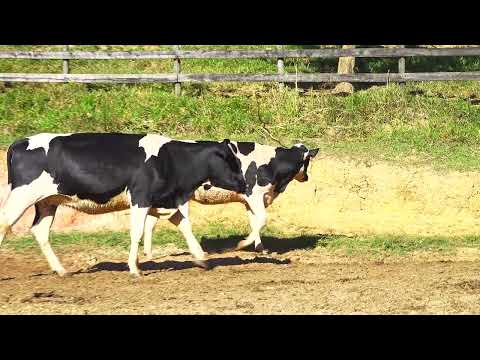LOTE 54 406 90