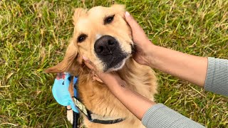 A day in the Life of a Golden Retriever