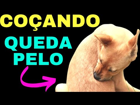 Vídeo: Os cães têm crescimentos na pele?