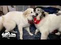 しつこくされるとブチギレるけど自分も結構しつこいベルです　Great Pyrenees　グレートピレニーズ