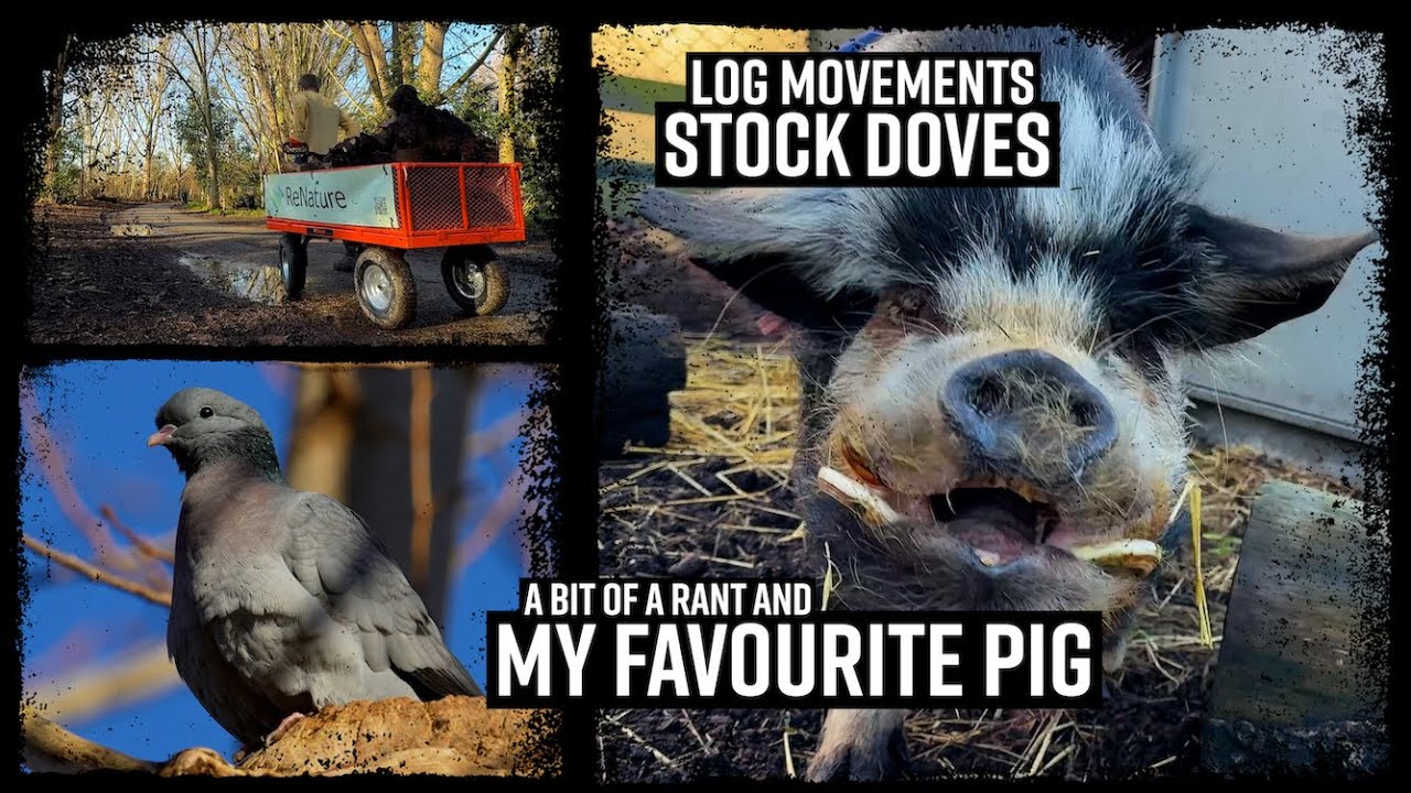 Log Movements, Stock Doves and My Favourite Pig