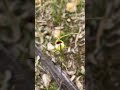 Spider orchids anyone?! #aussienature #wildflowers