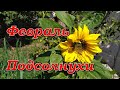 Подсолнухи в феврале. Огород. Чихуахуа /  Sunflowers.  Chihuahua.