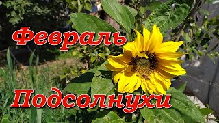 Подсолнухи в феврале. Огород. Чихуахуа /  Sunflowers.  Chihuahua.