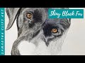 Black Labrador Drawing | HOW TO draw Shiny Black Fur - Work in Progress | Samantha Clift Art