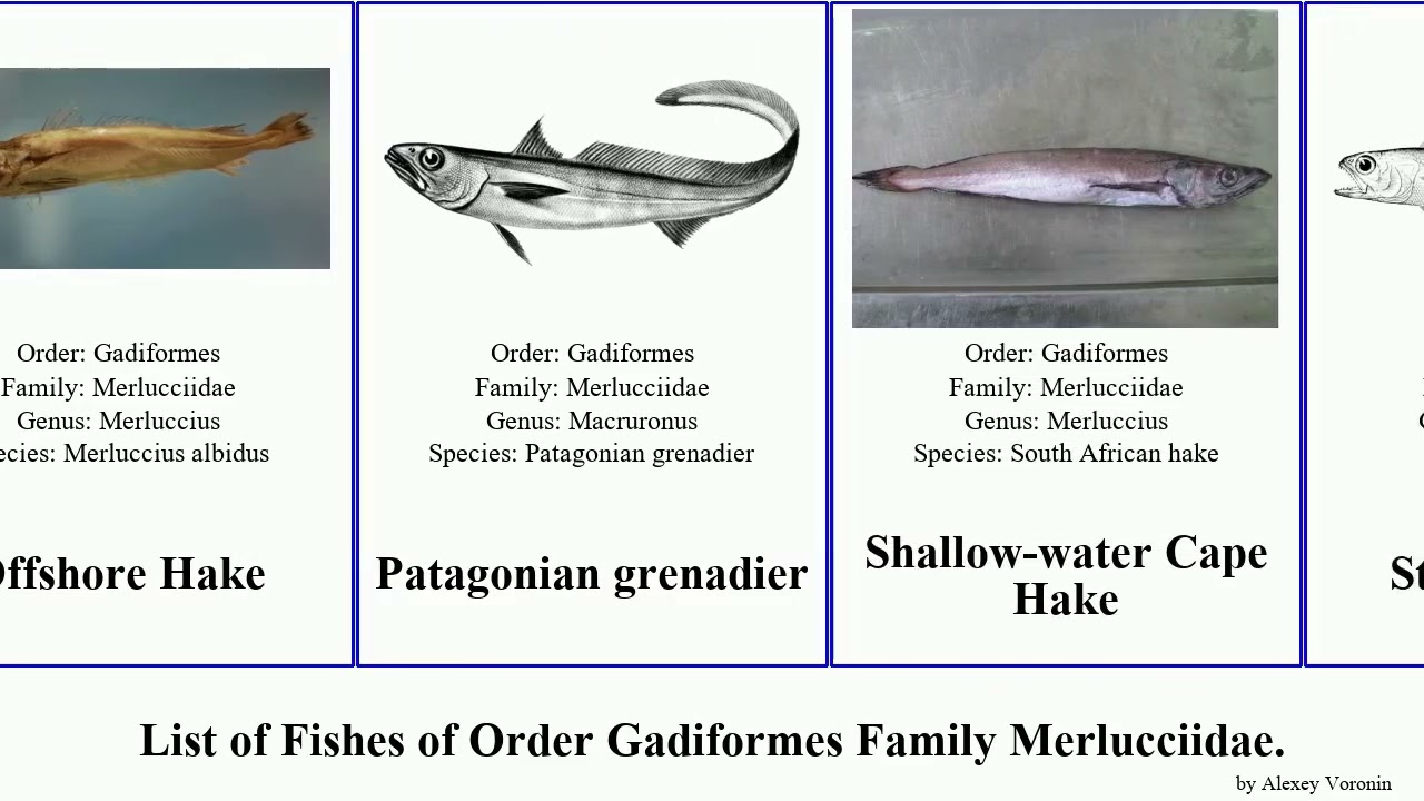 List of Fishes of Order Gadiformes Family Merlucciidae. australis hake grenadier argentea gayi
