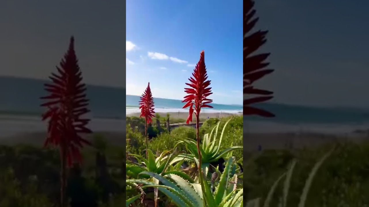 Hidden gem San Clemente beach