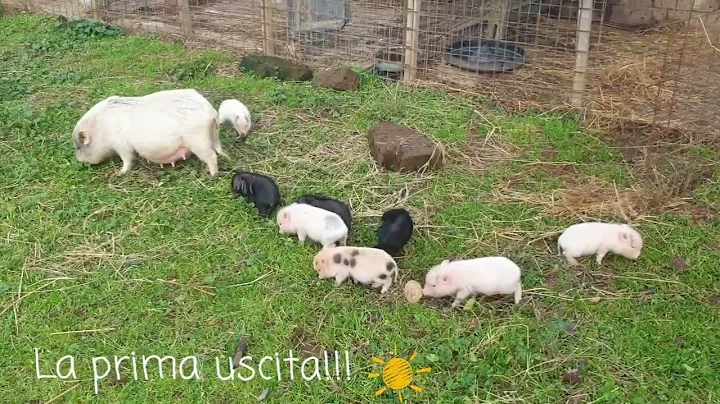 Prima uscita!!! - Minipig
