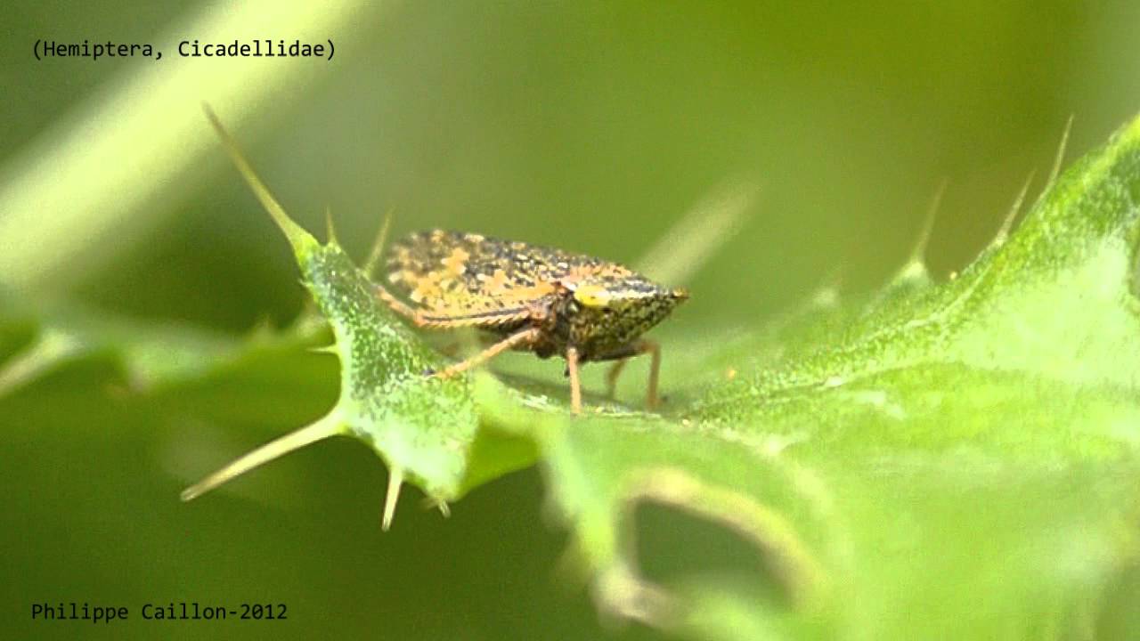 Cicadelle.