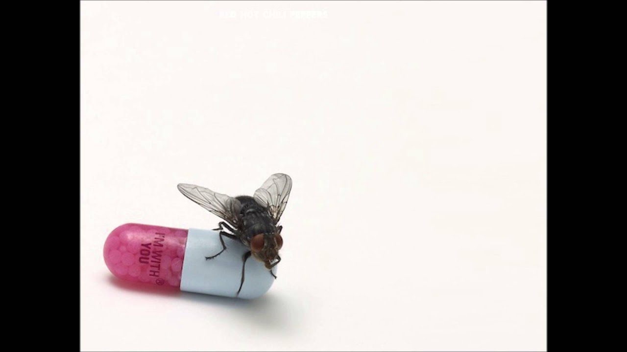 Red Hot Chili Peppers - Police Station (Lyrics)