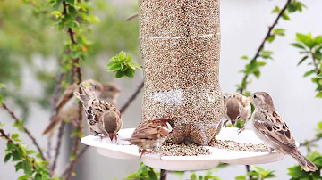 Sparrow Bird Call other Sparrows for Food in the morning || How to feed house sparrows || Birds