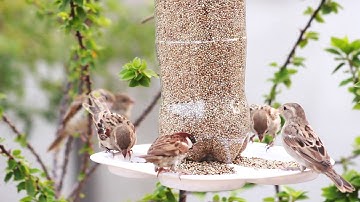 Mussen roepen andere mussen om voedsel in de ochtend || Hoe huismussen te voeren || Vogels roepen