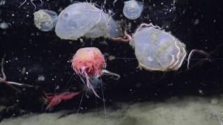 Bizarre Benthic Siphonophores | Nautilus Live