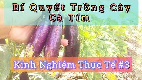 Bí Quyết Trồng Cây Cà Tím Đạt Năng Suất | Kinh Nghiệm Thực Tế #3 | Huỳnh Thủy Tinh Vlog