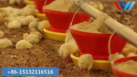 Farm Automatic Chicken Feeding System