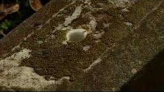 How to Reset a Stone Grave Marker