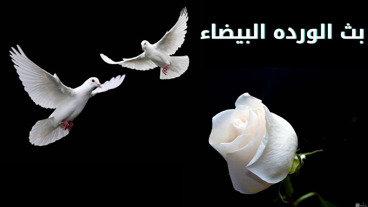 بث الورده البيضاء