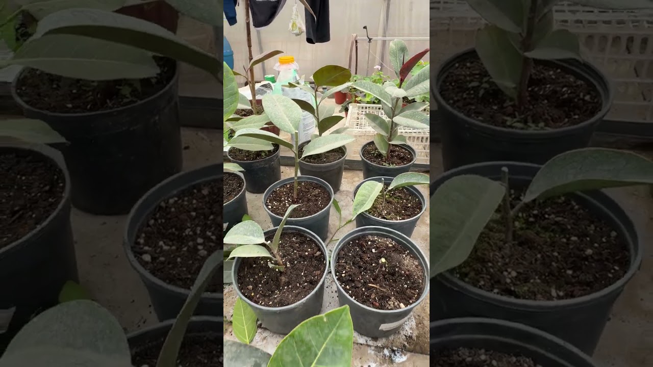 Қора шахзода баргини тўквориш сабаблари.