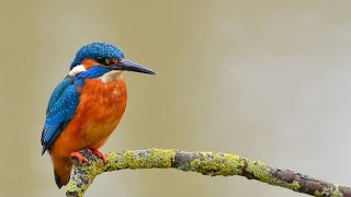 Kicauan Burung Cekakak [Tengkek Udang]di Alam Liar