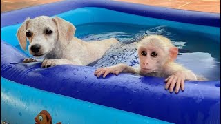 Super cute! Monkey Luk and puppy swimming together in the swimming pool