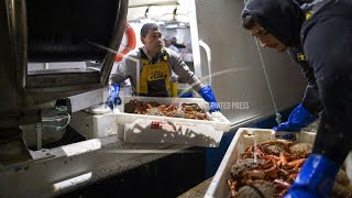 France : la pêche interdite à une catégorie de bateaux afin de préserver les dauphins