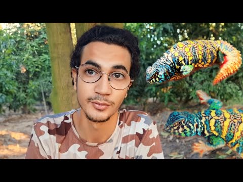 أنواع سحلية الضب في مصر