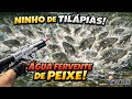 MILHARES! Nunca vi tantas TILÁPIAS JUNTAS. Pescaria c/ arbalete ARX da Co2 Brasil
