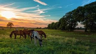 Horse Green Field with Sunset 26 - HD Wall Art for TV - Quiet Galley - Art Screensaver TV - 2 Hours