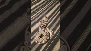 Celebrity wejet update. my vpi axanthic het lav female. (vpi snow ) Profile