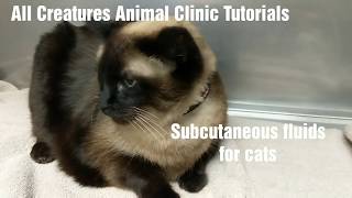 All Creatures Animal Clinic Tutorials: Subcutaneous fluids for cats