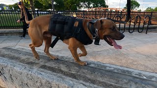 A Socialized Pitbull Workin at the Park ! by K9 Swift 259 views 1 year ago 14 minutes, 24 seconds