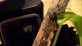 Avicularia Versicolor Molting