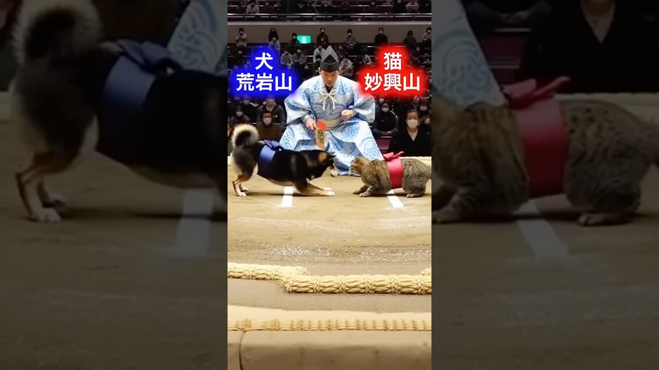 Cat vs Dog - Sumo Game-1 # 