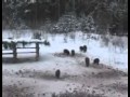 Охота на кабана в Белоруссии Видео