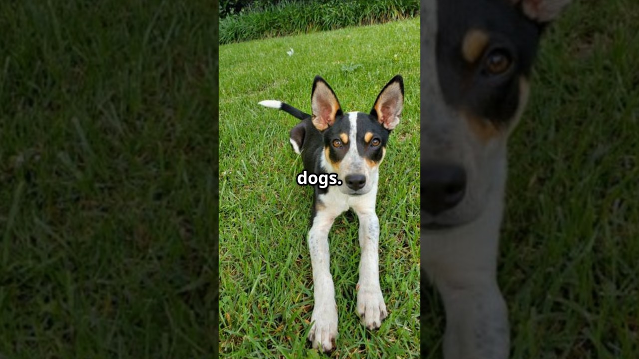 mountain feist | #animals #love #happy #dog #wildlife #nature #shorts #short #shortsfeed