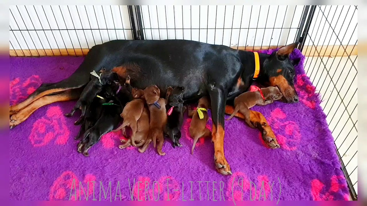 Puppies from Ilitter ANIMA VERO kennel (9 day) YouTube