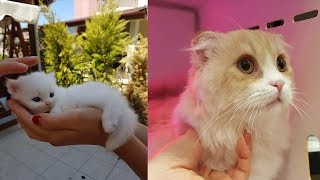 OMG! Cats Talking With Their Humans! - MEOW Language - Animals Paradise Video 2020