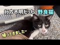 【保護】良かったぁ！行方不明だった野良猫が帰ってきました！！！