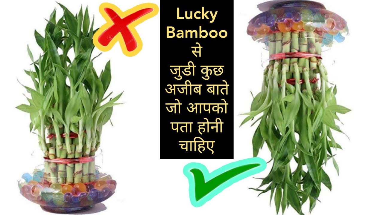 Lucky Bamboo से जुड़ी कुछ अजीब बाते जो आप को भी मालूम होनी चाहिए