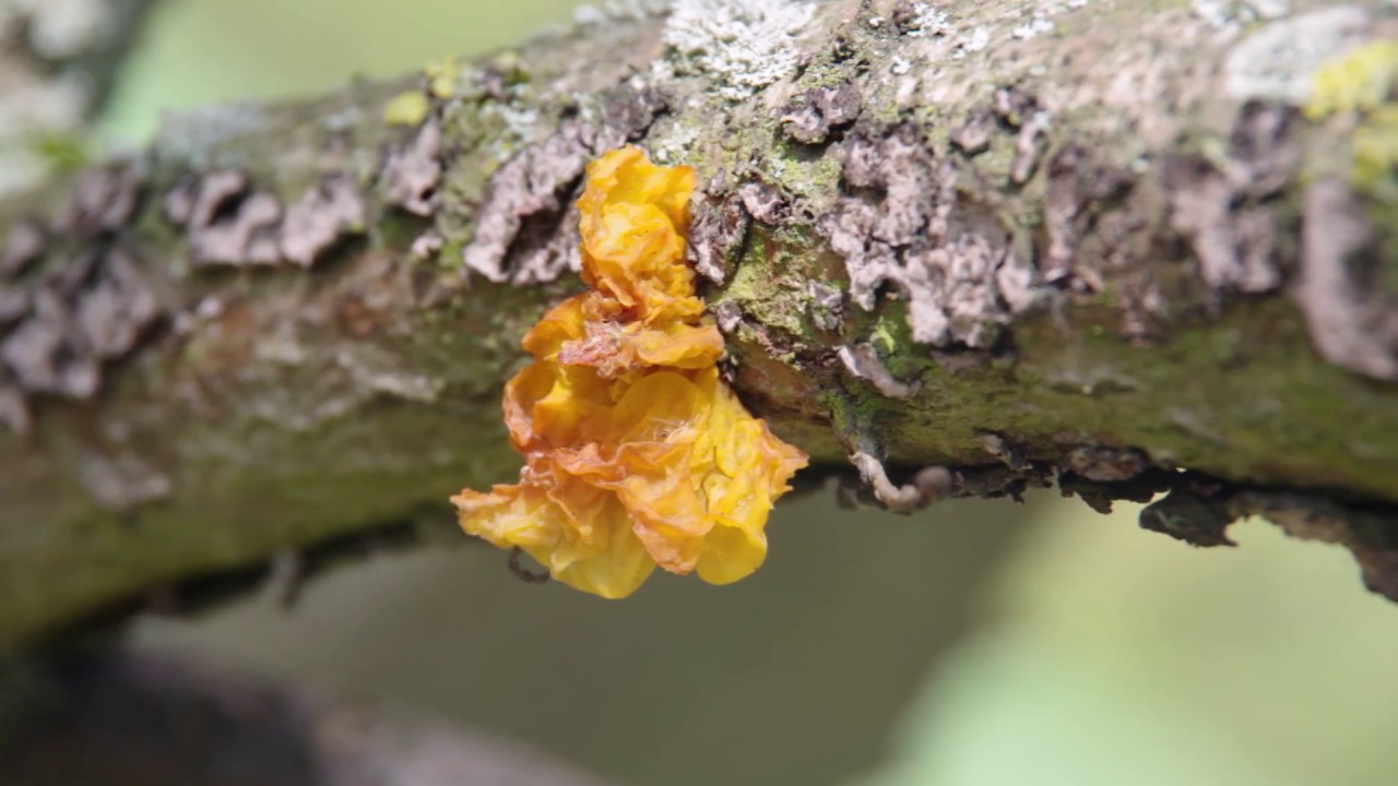 Naturspaziergang März 2020 - Löwenhagen