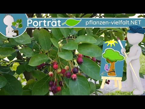 Video: Was ist ein Amelanchier-Baum?